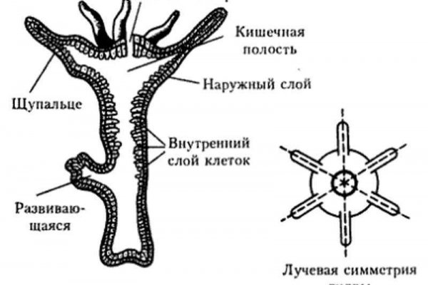 Кракен вход krakens13 at