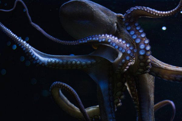 Kraken зеркало даркнет