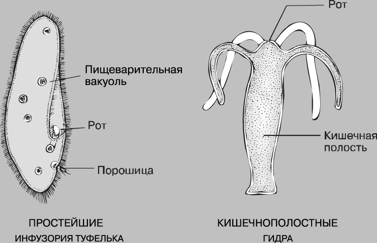 Официальная тор ссылка кракен сайта